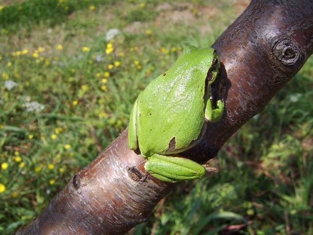 laubfrosch