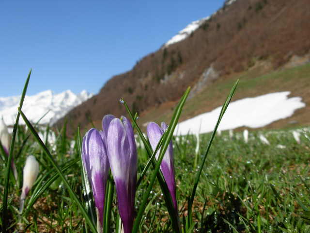 Berner Oberland