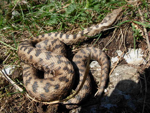 Vipera aspis "atra"