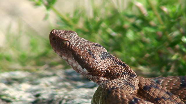 Vipera aspis aspis