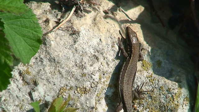 podarcis muralis