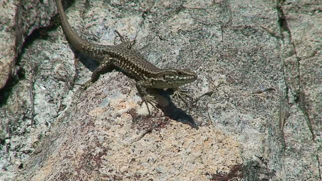 Podarcis muralis