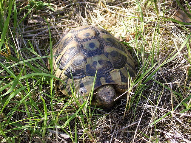 testudo