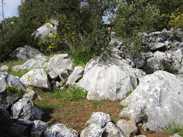 bacina habitat