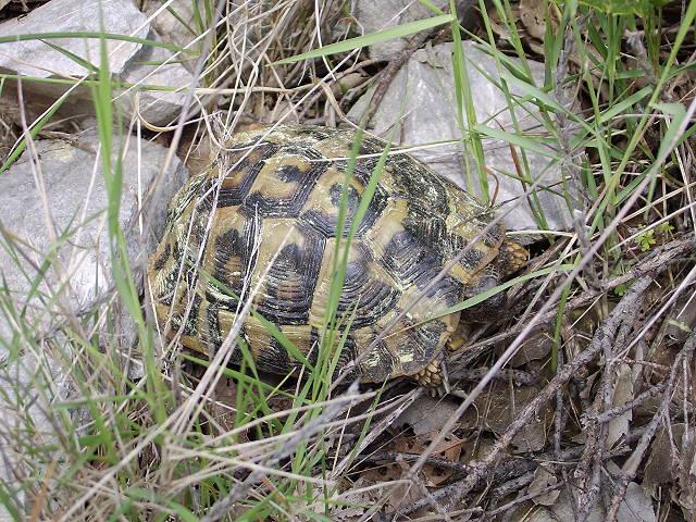 testudo