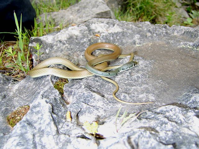 platyceps najadum