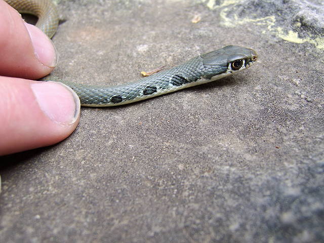 platyceps najadum