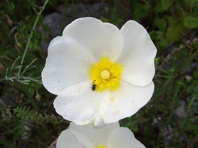 cistus