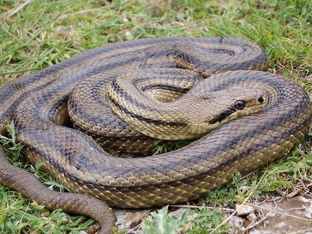 elephe quatuorlineata