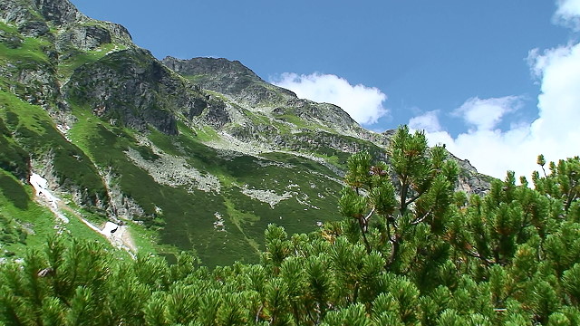 gruensee