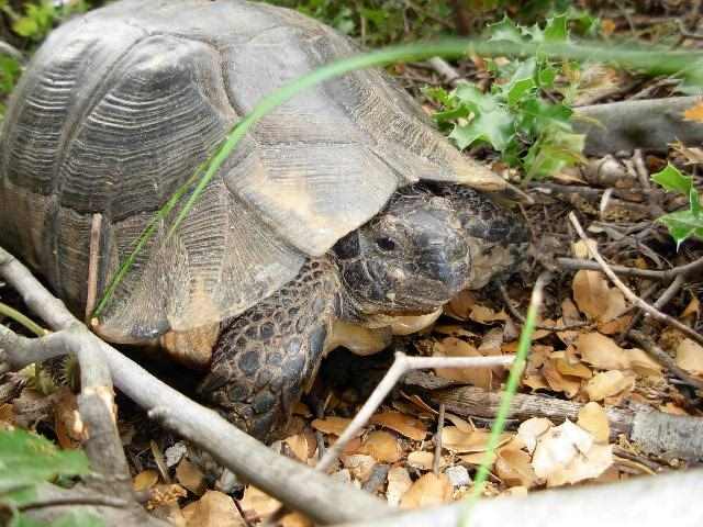 VipersGarden - Amphibians and Reptiles of Europe and the Mediterranean